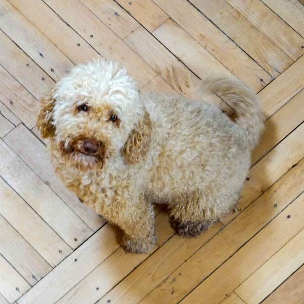Dog<br />Friendly